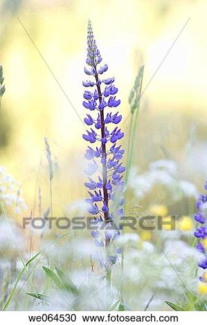 Lupine (Lupinus) in a meadow. H÷ga Kusten, coast of Baltic Sea, V? sternorrlands l? n, Sweden, Scandinavia, Europe View Large Photo Image Stock Image - Lupine (Lupinus) in a meadow. H÷ga Kusten, coast of Baltic Sea, V? sternorrlands l? n, Sweden, Scandinavia, Europe. Fotosearch