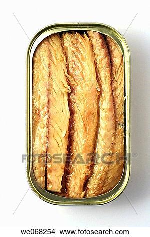 Mackerel View Large Photo Image Picture - Mackerel. Fotosearch