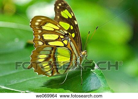 Malachite butterfly, range between Texas and South America. View Large Photo Image Picture - Malachite butterfly, range between Texas and South America.. Fotosearch