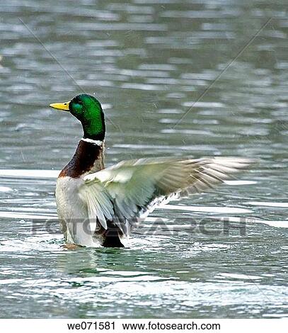 Mallard ( Anas platyrhynchos ) View Large Photo Image Stock Image - Mallard ( Anas platyrhynchos ). Fotosearch