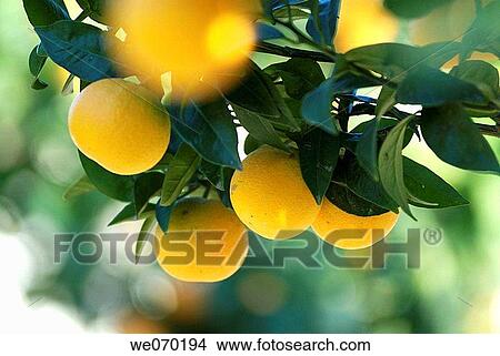 Mallorca, Lloret de Vistalegre, orange fruits. View Large Photo Image Picture - Mallorca, Lloret de Vistalegre, orange fruits.. Fotosearch