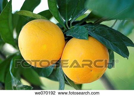 Mallorca, Lloret de Vistalegre, orange fruits. View Large Photo Image Stock Image - Mallorca, Lloret de Vistalegre, orange fruits.. Fotosearch