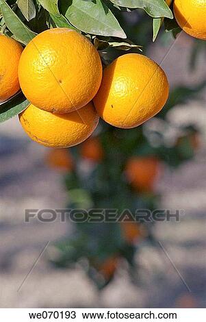 Mallorca, Lloret de Vistalegre, orange fruits. View Large Photo Image Stock Image - Mallorca, Lloret de Vistalegre, orange fruits.. Fotosearch