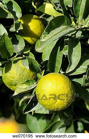 Mallorca, Lloret de Vistalegre, orange fruits. View Large Photo Image Stock Photography - Mallorca, Lloret de Vistalegre, orange fruits.. Fotosearch
