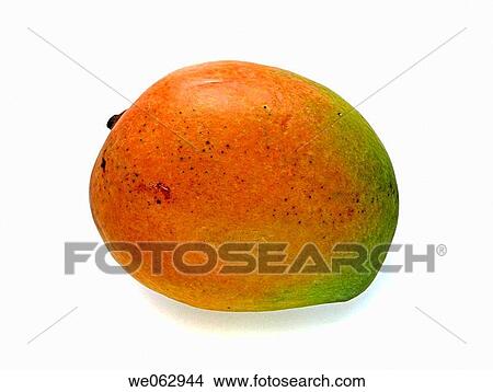 Mango. The flesh of a mango is peachlike and juicy, with more or less numerous fibers radiating from the husk of the single large kidney shaped seed. Pune, Maharashtra, India. View Large Photo Image Picture - Mango. The flesh of a mango is peachlike and juicy, with more or less numerous fibers radiating from the husk of the single large kidney shaped seed. Pune, Maharashtra, India.. Fotosearch