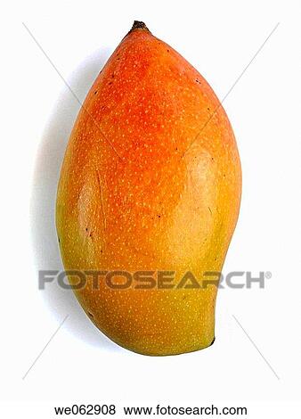 Mango. The flesh of a mango is peachlike and juicy, with more or less numerous fibers radiating from the husk of the single large kidney shaped seed. Pune, Maharashtra, India. View Large Photo Image Stock Photo - Mango. The flesh of a mango is peachlike and juicy, with more or less numerous fibers radiating from the husk of the single large kidney shaped seed. Pune, Maharashtra, India.. Fotosearch