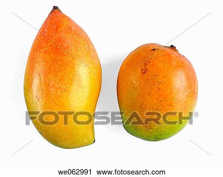 Mangos. The flesh of a mango is peachlike and juicy, with more or less numerous fibers radiating from the husk of the single large kidney shaped seed. Pune, Maharashtra, India. View Large Photo Image Stock Image - Mangos. The flesh of a mango is peachlike and juicy, with more or less numerous fibers radiating from the husk of the single large kidney shaped seed. Pune, Maharashtra, India.. Fotosearch