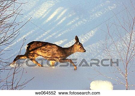 Stock Image - Mangy roe (Capreolus capreolus) in a garden, H? rn÷sand, H÷ga Kusten, coast of Baltic Sea, V? sternorrlands l? n, Sweden, Scandinavia, Europe. Fotosearch