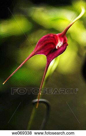 Masdevilla Orchid hybrid. September 2006, Maryland, USA View Large Photo Image Stock Photo - Masdevilla Orchid hybrid. September 2006, Maryland, USA. Fotosearch