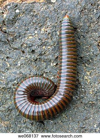 Millipede in character æJÆ form. When alarmed, most millipedes coil up in an attempt to protect themselves. Pune, Maharashtra, India. View Large Photo Image Stock Photo - Millipede in character æJÆ form. When alarmed, most millipedes coil up in an attempt to protect themselves. Pune, Maharashtra, India.. Fotosearch