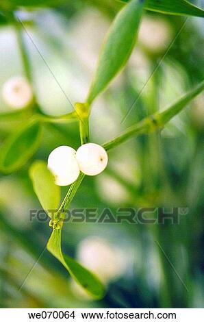 Mistletoe. Viscum album. April 2007, Maryland, USA View Large Photo Image Picture - Mistletoe. Viscum album. April 2007, Maryland, USA. Fotosearch