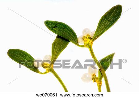 Mistletoe. Viscum album. December 2006, Maryland, USA View Large Photo Image Stock Image - Mistletoe. Viscum album. December 2006, Maryland, USA. Fotosearch