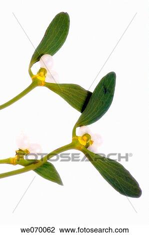 Mistletoe. Viscum album. December 2006, Maryland, USA View Large Photo Image Stock Image - Mistletoe. Viscum album. December 2006, Maryland, USA. Fotosearch