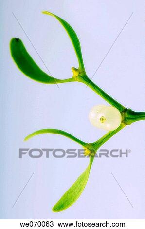 Mistletoe. Viscum album. December 2006, Maryland, USA View Large Photo Image Stock Image - Mistletoe. Viscum album. December 2006, Maryland, USA. Fotosearch