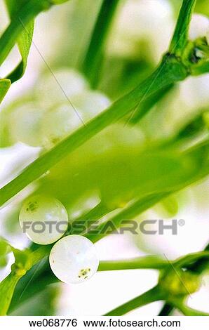 Mistletoe. Viscum album. December 2006, Maryland, USA View Large Photo Image Stock Photograph - Mistletoe. Viscum album. December 2006, Maryland, USA. Fotosearch