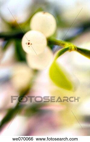 Mistletoe. Viscum album. December 2006, Maryland, USA View Large Photo Image Stock Photograph - Mistletoe. Viscum album. December 2006, Maryland, USA. Fotosearch