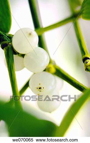 Mistletoe. Viscum album. December 2006, Maryland, USA View Large Photo Image Stock Photography - Mistletoe. Viscum album. December 2006, Maryland, USA. Fotosearch