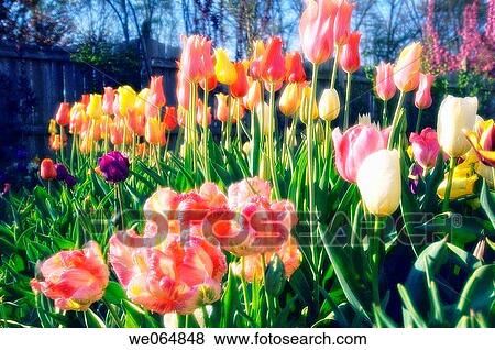 Mixed tulips. Tulipa hybrid. April 2007, Maryland, USA View Large Photo Image Stock Photo - Mixed tulips. Tulipa hybrid. April 2007, Maryland, USA. Fotosearch