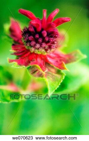 Monarda Flower. Monarda didyma. July 2006, Maryland, USA View Large Photo Image Stock Image - Monarda Flower. Monarda didyma. July 2006, Maryland, USA. Fotosearch