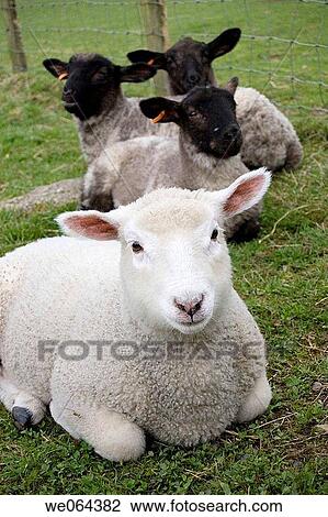 mother sheep with three black babies behind her View Large Photo Image Stock Image - mother sheep with three black babies behind her. Fotosearch