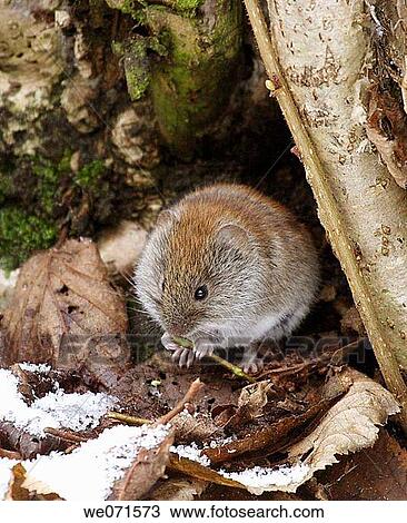 Mouse View Large Photo Image Stock Image - Mouse. Fotosearch