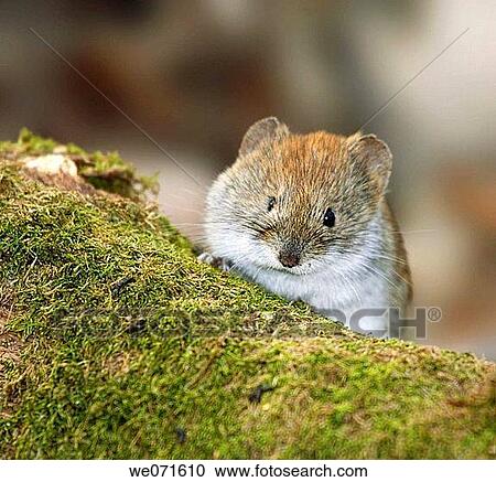 Stock Image - Mouse. Fotosearch