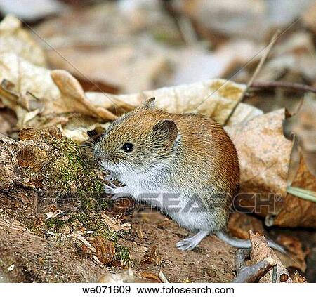 Mouse View Large Photo Image Stock Photo - Mouse. Fotosearch