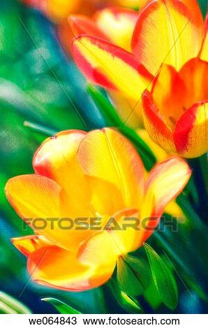 Multiflower tulips. Tulipa hybrid. April 2007, Maryland, USA View Large Photo Image Stock Image - Multiflower tulips. Tulipa hybrid. April 2007, Maryland, USA. Fotosearch