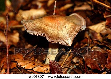 Mushroom in forest in autumn View Large Photo Image Stock Image - Mushroom in forest in autumn. Fotosearch