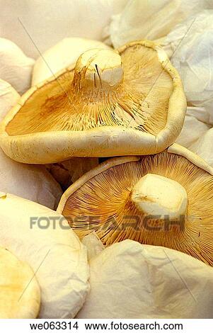 Mushrooms at La Boqueria market, Barcelona. Catalonia, Spain View Large Photo Image Picture - Mushrooms at La Boqueria market, Barcelona. Catalonia, Spain. Fotosearch