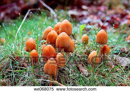 Mushrooms with dew drops View Large Photo Image Stock Photography - Mushrooms with dew drops. Fotosearch