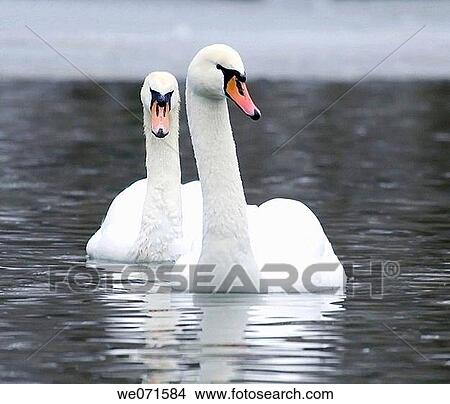 Mute Swan ( Cygnus olor ) View Large Photo Image Picture - Mute Swan ( Cygnus olor ). Fotosearch