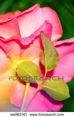 Nodding Rose flower. Rosa hybrid. May 2005, Maryland, USA View Large Photo Image Stock Image - Nodding Rose flower. Rosa hybrid. May 2005, Maryland, USA. Fotosearch