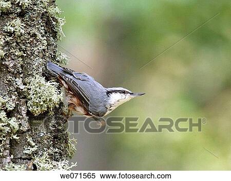 Stock Photography - Nuthatch ( Sitta europaea ). Fotosearch