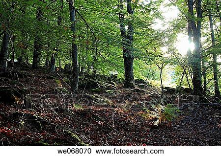 Oaks in the morning, forest in autumn. Navarra, Spain View Large Photo Image Stock Image - Oaks in the morning, forest in autumn. Navarra, Spain. Fotosearch