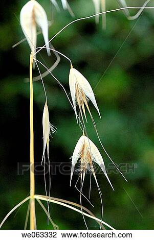 Oat (Avena sativa). Parc de Collserola, Barcelona, Catalonia, Spain View Large Photo Image Stock Image - Oat (Avena sativa). Parc de Collserola, Barcelona, Catalonia, Spain. Fotosearch