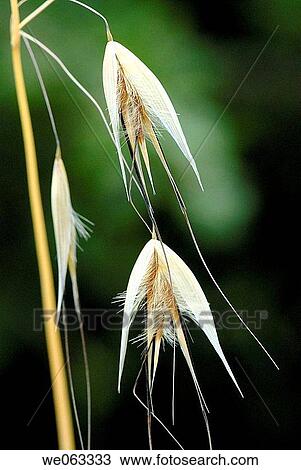 Stock Image - Oat (Avena sativa). Parc de Collserola, Barcelona, Catalonia, Spain. Fotosearch