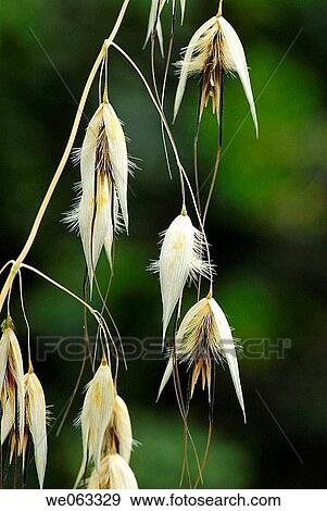 Oat (Avena sativa). Parc de Collserola, Barcelona, Catalonia, Spain View Large Photo Image Stock Photo - Oat (Avena sativa). Parc de Collserola, Barcelona, Catalonia, Spain. Fotosearch