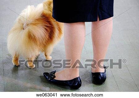 Older lady with small dog View Large Photo Image Stock Image - Older lady with small dog. Fotosearch