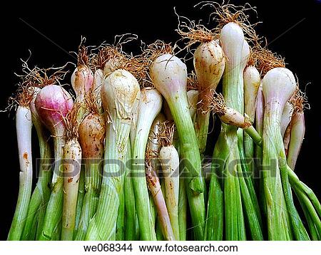 Onion leeks. Common vegetable. An onion is the bulb of the hardy biennial herb Allium cepa. Pune, Maharashtra, India. View Large Photo Image Picture - Onion leeks. Common vegetable. An onion is the bulb of the hardy biennial herb Allium cepa. Pune, Maharashtra, India.. Fotosearch