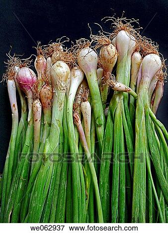 Onion leeks. Common vegetable. An onion is the bulb of the hardy biennial herb Allium cepa. Pune, Maharashtra, India. View Large Photo Image Stock Photo - Onion leeks. Common vegetable. An onion is the bulb of the hardy biennial herb Allium cepa. Pune, Maharashtra, India.. Fotosearch