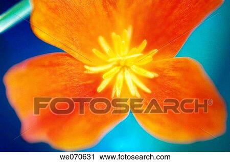 Orange California Poppy Close-up. Eschscholzia californica. June 2005, Maryland, USA View Large Photo Image Stock Image - Orange California Poppy Close-up. Eschscholzia californica. June 2005, Maryland, USA. Fotosearch