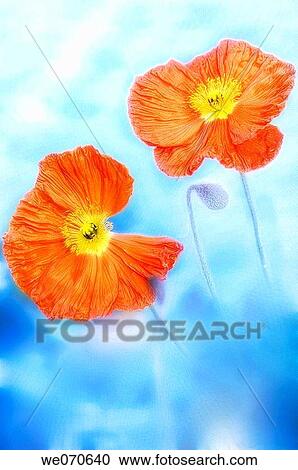 Orange Iceland Poppies and a bud. Papaver nudicaule. March 2007, South Carolina, USA View Large Photo Image Stock Image - Orange Iceland Poppies and a bud. Papaver nudicaule. March 2007, South Carolina, USA. Fotosearch