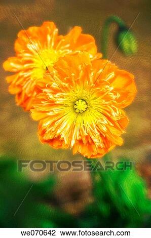 Orange Iceland Poppies. Papaver nudicaule. March 2007, South Carolina, USA View Large Photo Image Stock Image - Orange Iceland Poppies. Papaver nudicaule. March 2007, South Carolina, USA. Fotosearch