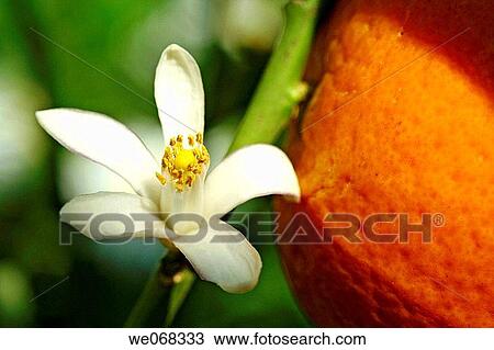Stock Image - Orange tree (Citrus aurantiacum) flower. Fotosearch