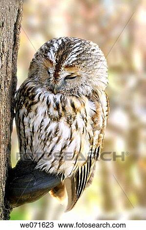 Owl View Large Photo Image Stock Image - Owl. Fotosearch