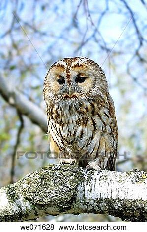 Stock Photo - Owl. Fotosearch