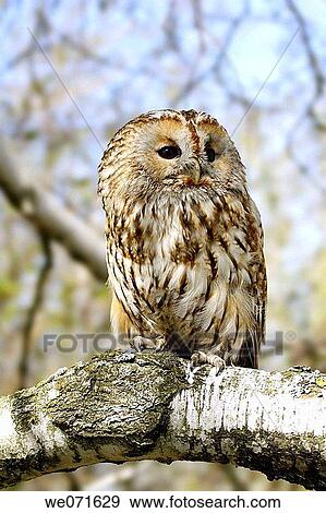 Owl View Large Photo Image Stock Photo - Owl. Fotosearch