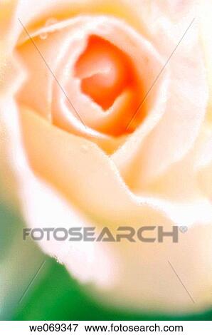 Pale Rose Close-up. Rosa hybrid. September 2006, Maryland, USA View Large Photo Image Stock Photo - Pale Rose Close-up. Rosa hybrid. September 2006, Maryland, USA. Fotosearch