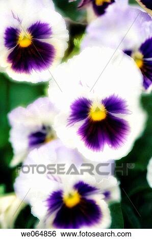 Pansies. Vioa x wittrockiana. June 2006, Maryland, USA View Large Photo Image Stock Photograph - Pansies. Vioa x wittrockiana. June 2006, Maryland, USA. Fotosearch